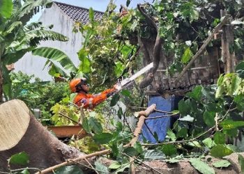 BPBD Bandar Lampung Evakuasi Pohon Tumbang