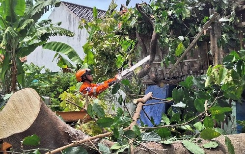 BPBD Bandar Lampung Evakuasi Pohon Tumbang