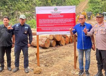 Adu Kuat Pembalak Hutan, Budi Satriadi VS Anggota DPRD Pessel, Novermal Yuska..?