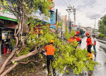 TRC PB BPBD Kota Bandarlampung Sigab Bersihkan Pohon Tumbang