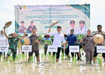 Pemkab Lampung Selatan dan Kejati Lampung Dorong Ketahanan Pangan lewat Ekspansi Padi Biosalin di Sragi