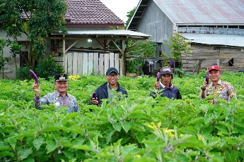 Tinjau Sentra Sayur di Sukau, Gubernur Mirza Instruksikan Proteksi Harga Panen Petani dan Siapkan Hilirisasi