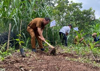 Gelar Penanaman Perdana, Paguyuban Kelompok Tani Kakao Pesawaran Dorong Peremajaan Komoditas Unggulan Daerah