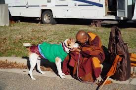 Kesetiaan Aloka dan Anjing Yudhistira