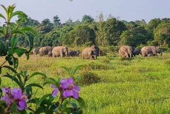 Taman Nasional Way Kambas Perkuat Strategi Terpadu Tekan Konflik Gajah dan Manusia