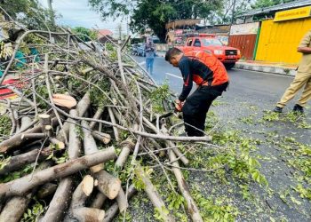 Sejak Awal Tahun 2026 Sedikitnya 77 Pohon Tumbang Terjang Bandar Lampung