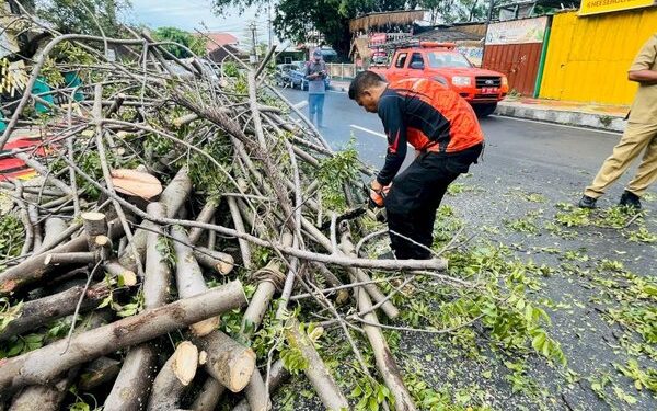 Sejak Awal Tahun 2026 Sedikitnya 77 Pohon Tumbang Terjang Bandar Lampung